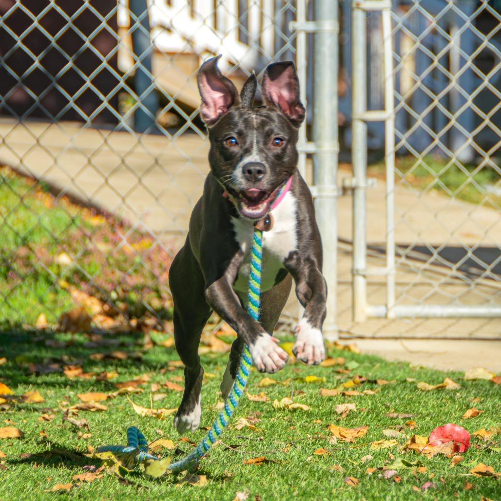 Tina, a Adoptable Mixed Breed in Saint Charles, MO image 5/6