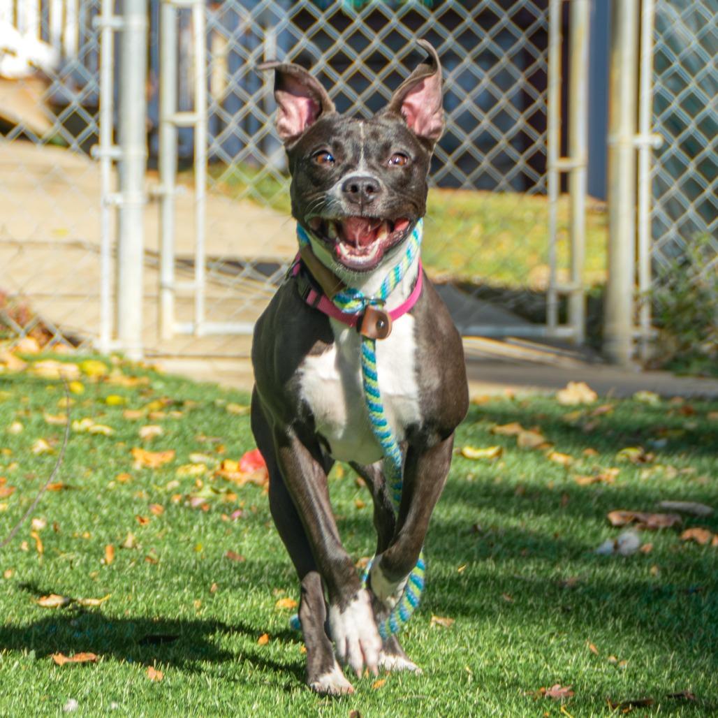 Tina, a Adoptable Mixed Breed in Saint Charles, MO image 6/6