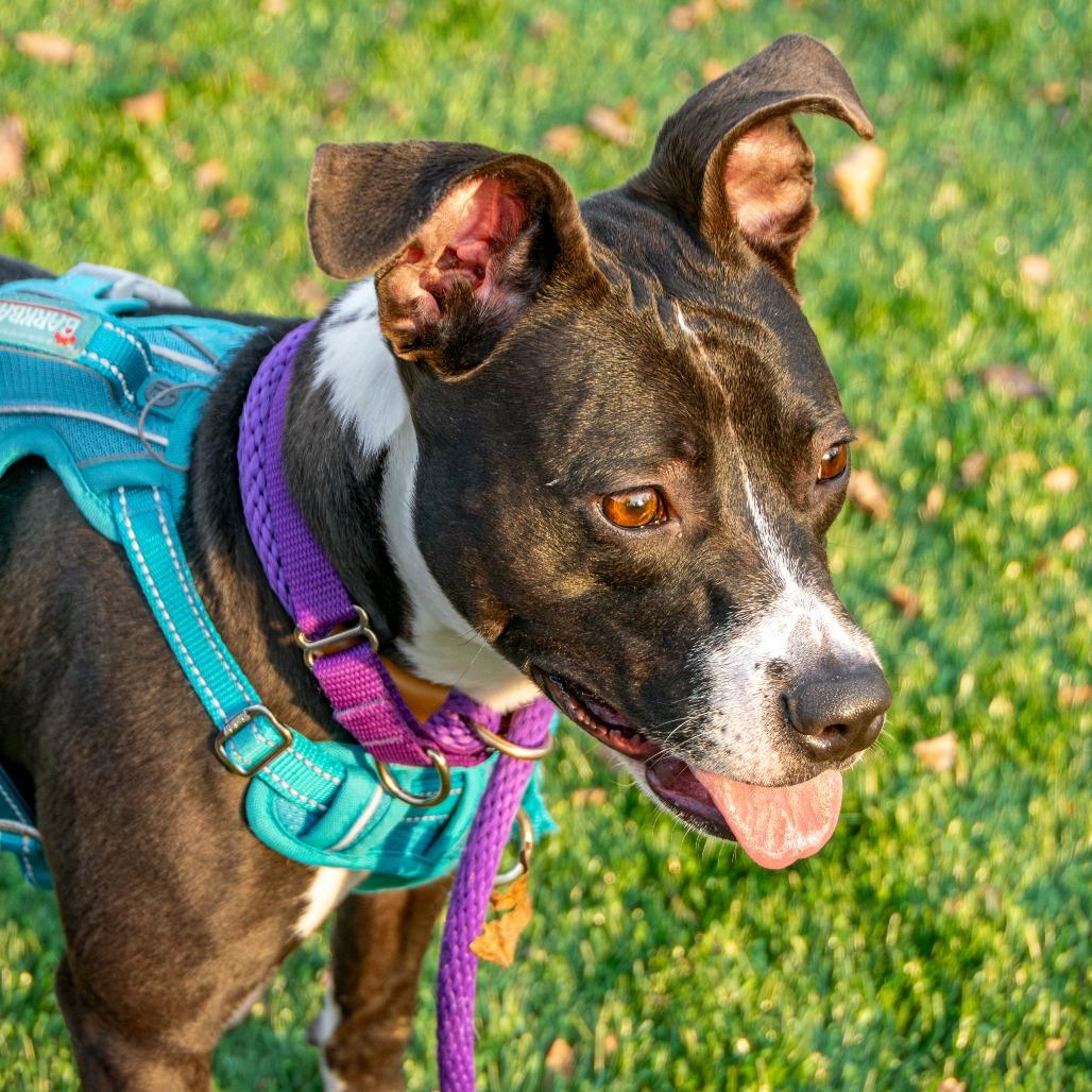 Enlarge Tina, a Adoptable Mixed Breed in Saint Charles, MO image 4/6