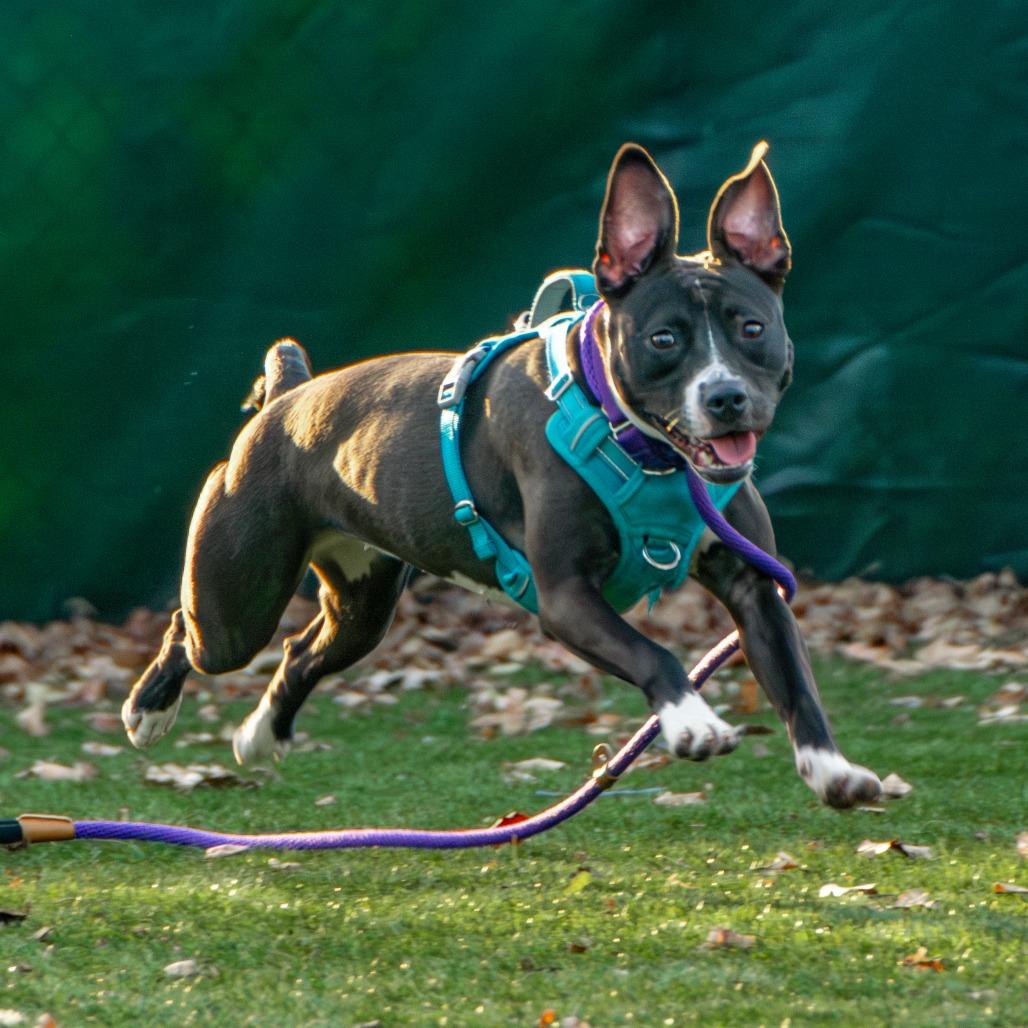 Enlarge Tina, a Adoptable Mixed Breed in Saint Charles, MO image 5/6