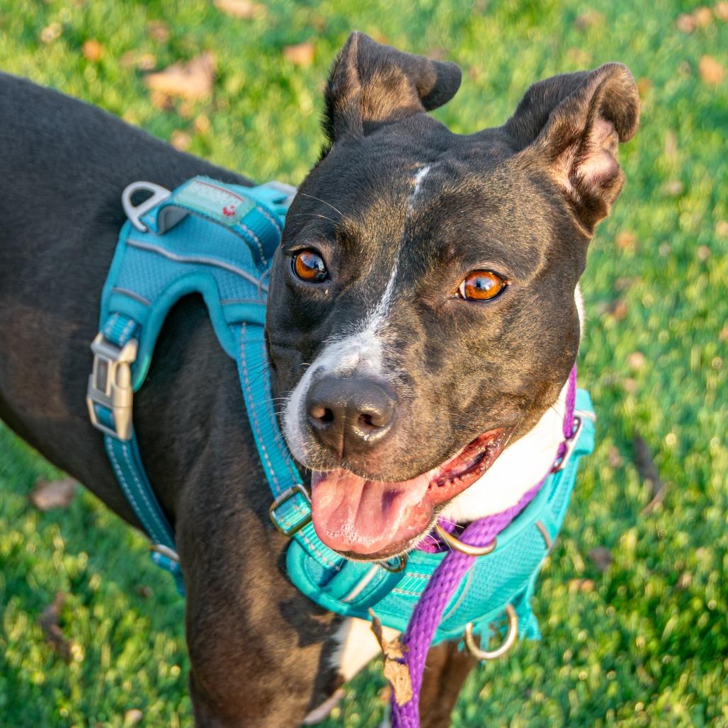 Enlarge Tina, a Adoptable Mixed Breed in Saint Charles, MO image 6/6