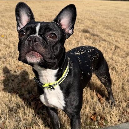 Enlarge Sunday, an adopted mixed breed in Rock Hill, SC image 4/6