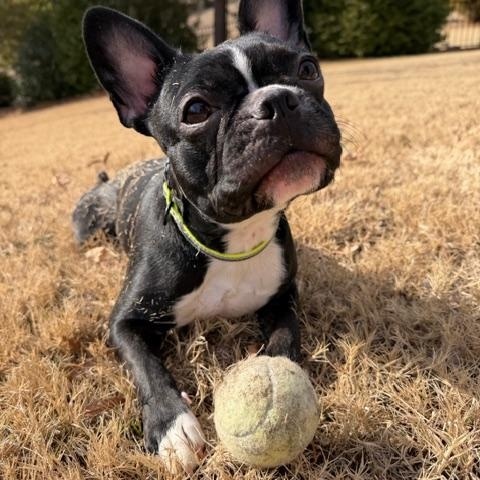 Enlarge Sunday, an adopted mixed breed in Rock Hill, SC image 3/6