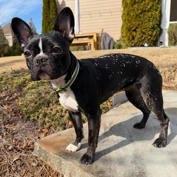 Enlarge Sunday, an adopted mixed breed in Rock Hill, SC image 1/6