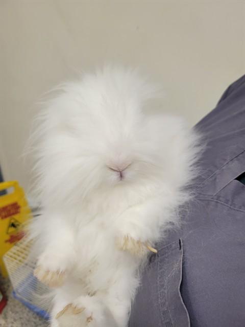 TINSEL, Adoptable, Adult Female Bunny Rabbit.