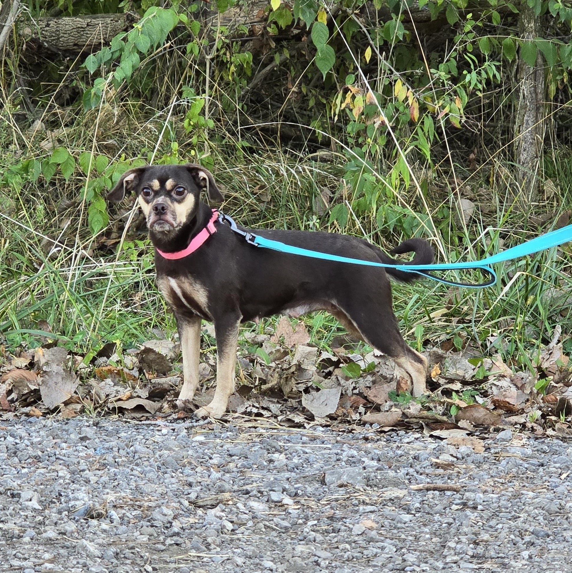 Enlarge Brownie, a Adopted mixed breed in Decatur, IN image 1/2