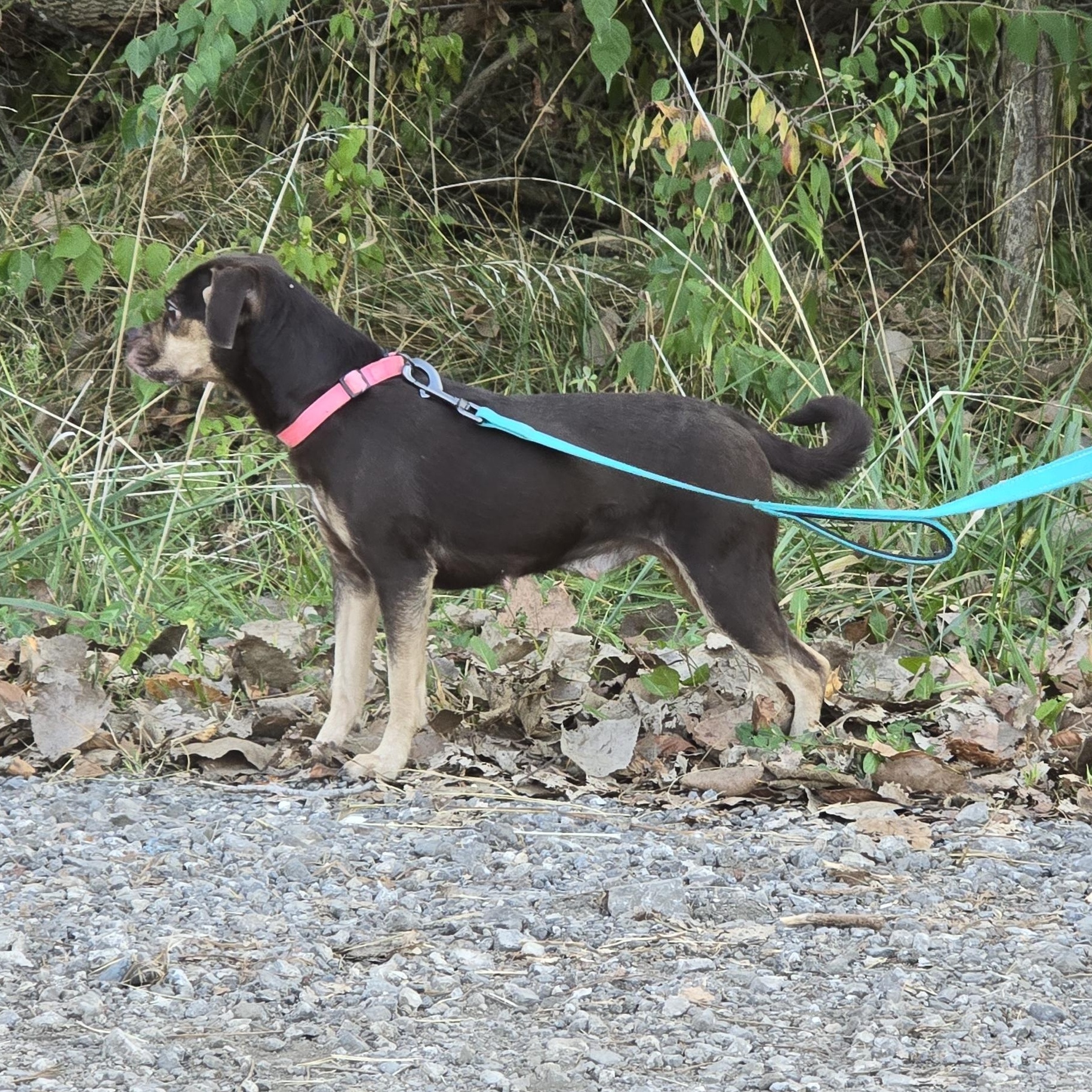 Enlarge Brownie, a Adopted mixed breed in Decatur, IN image 2/2