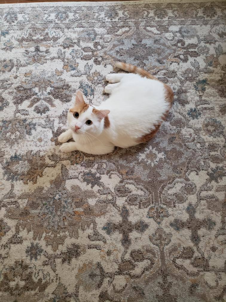 Enlarge PJ , a Adoptable American Shorthair in Spring, TX image 2/4