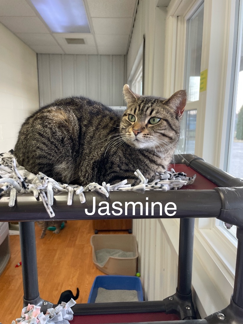 Jasmine , an adoptable Domestic Short Hair in Mauston, WI_image-1
