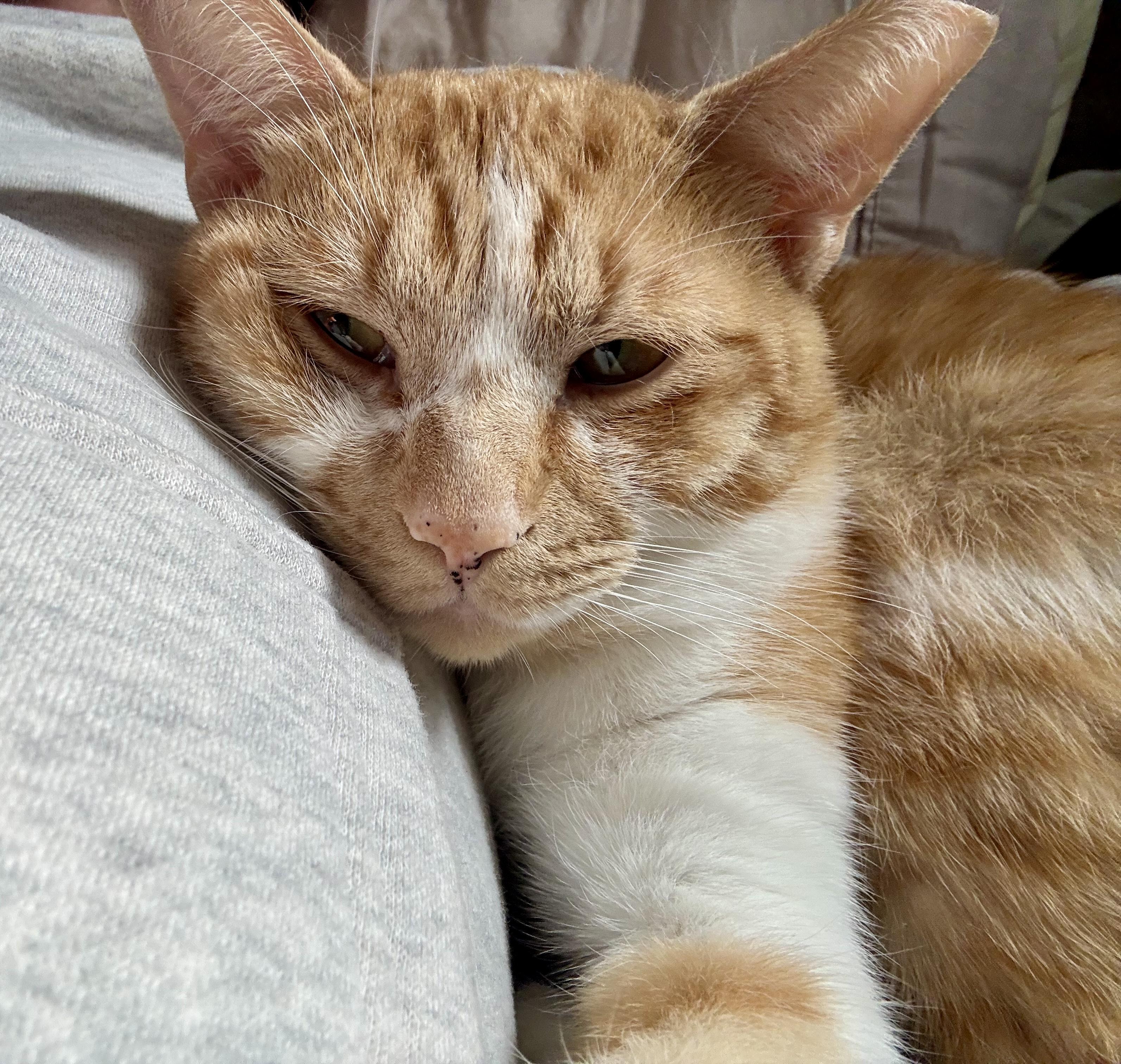 Hux *FIV+, an adoptable mixed breed in Toronto, ON image 4/6