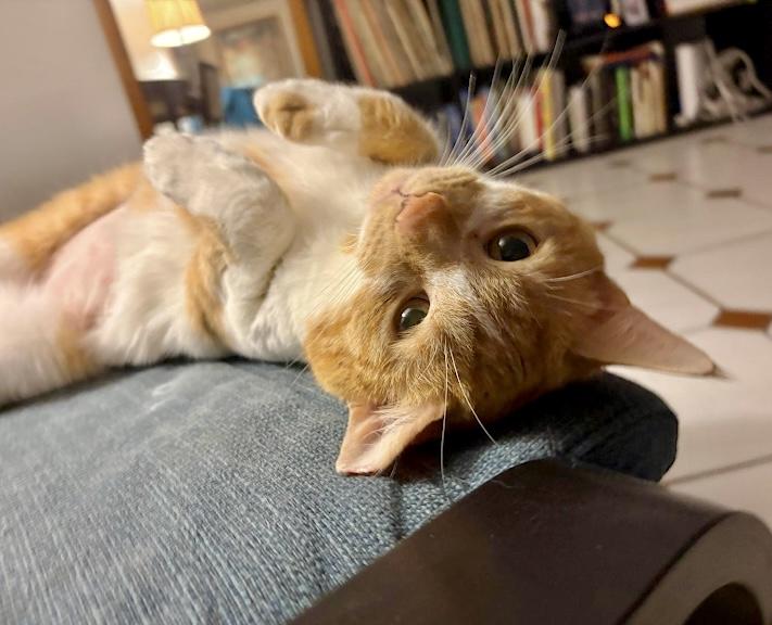 Hux, adopted, Young Male Tabby & Domestic Short Hair.