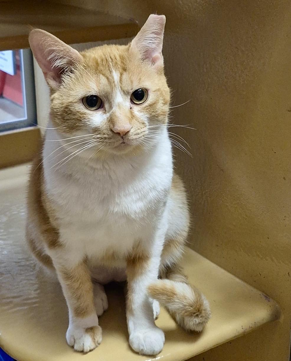 Enlarge Hux, an adopted mixed breed in Toronto, ON image 2/6