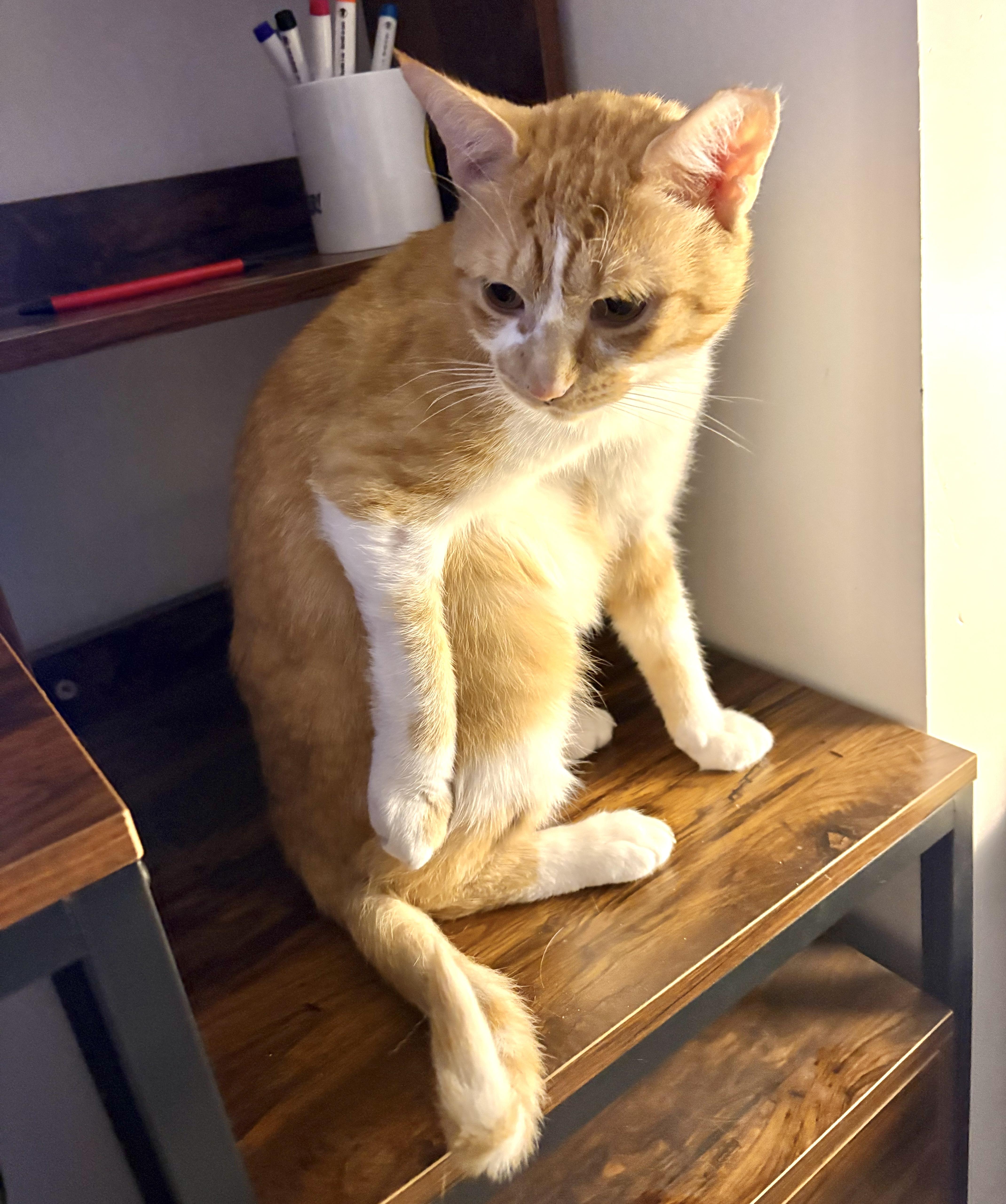 Hux *FIV+, an adoptable mixed breed in Toronto, ON image 2/6