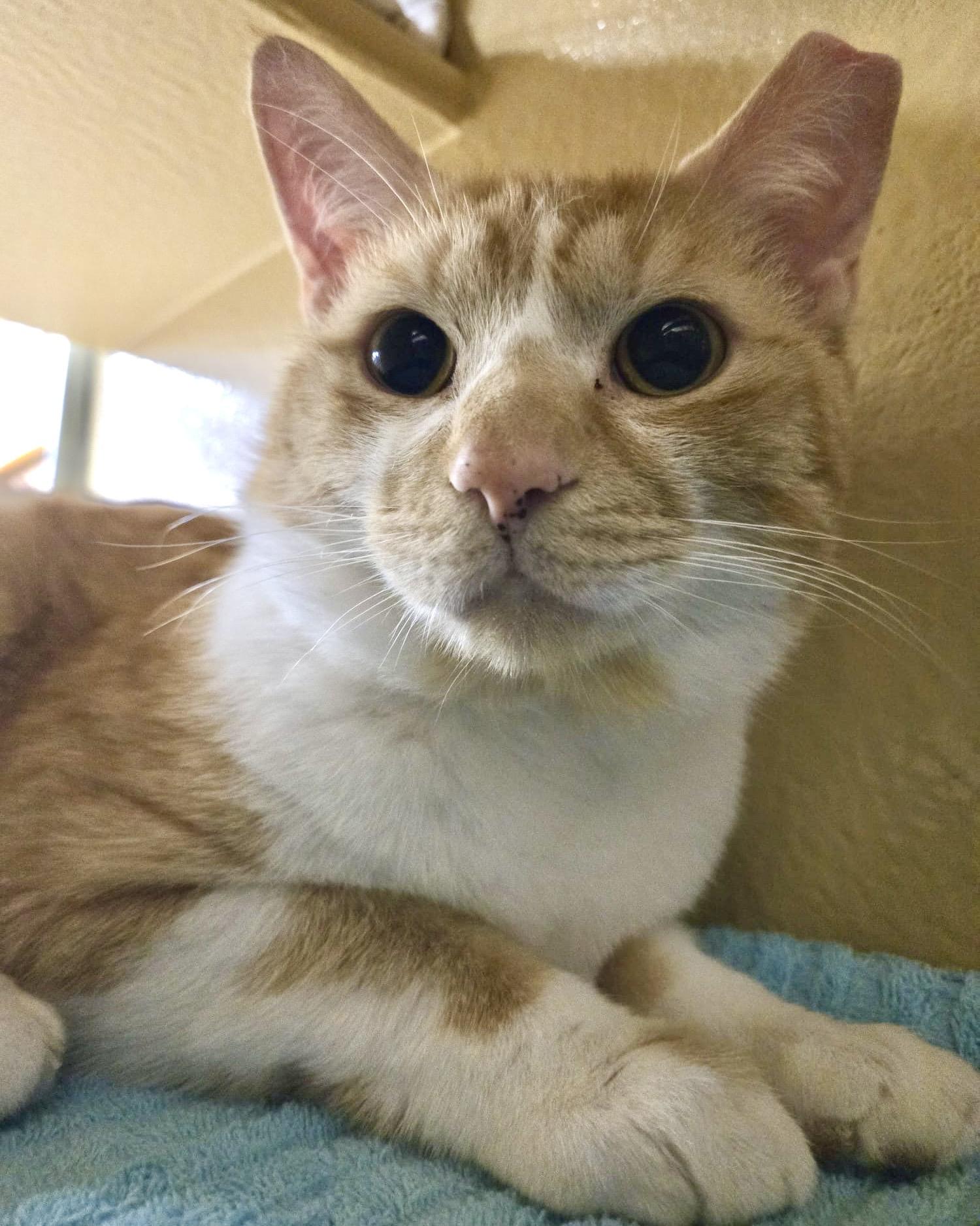 Enlarge Hux, an adopted mixed breed in Toronto, ON image 3/6