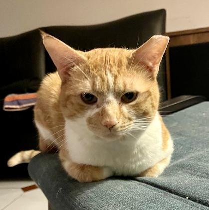 Enlarge Hux, an adopted mixed breed in Toronto, ON image 4/6