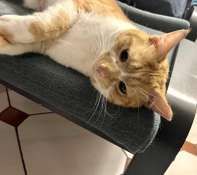 Enlarge Hux, an adopted mixed breed in Toronto, ON image 5/6