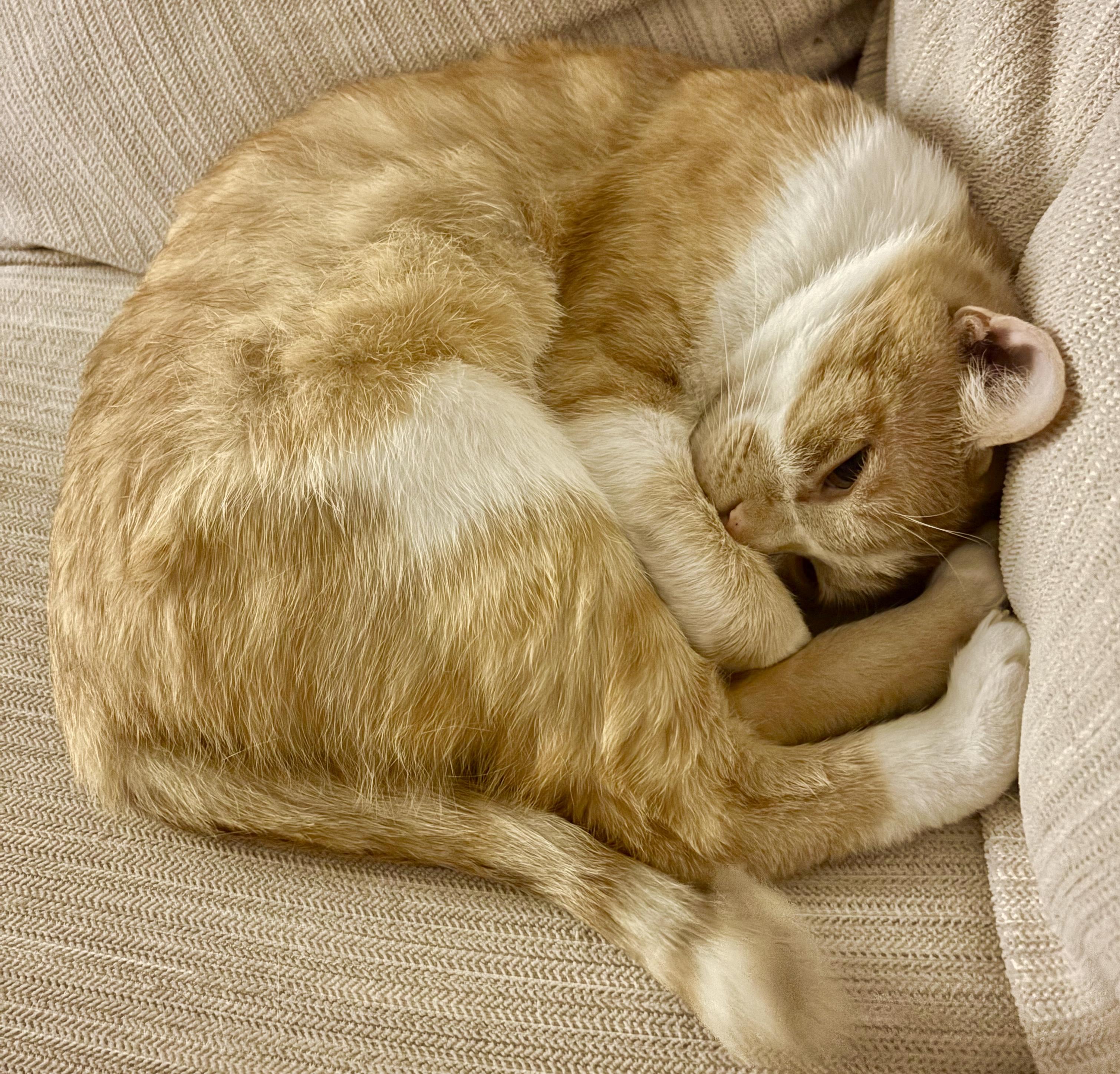 Hux *FIV+, an adoptable mixed breed in Toronto, ON image 3/6