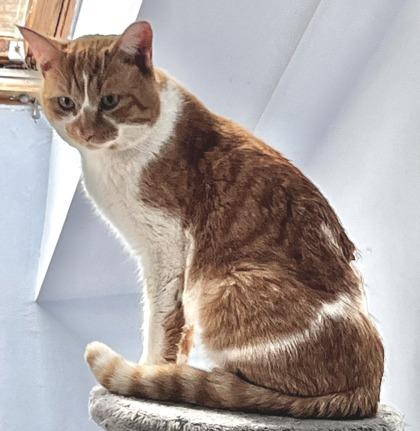 Enlarge Hux, an adopted mixed breed in Toronto, ON image 6/6