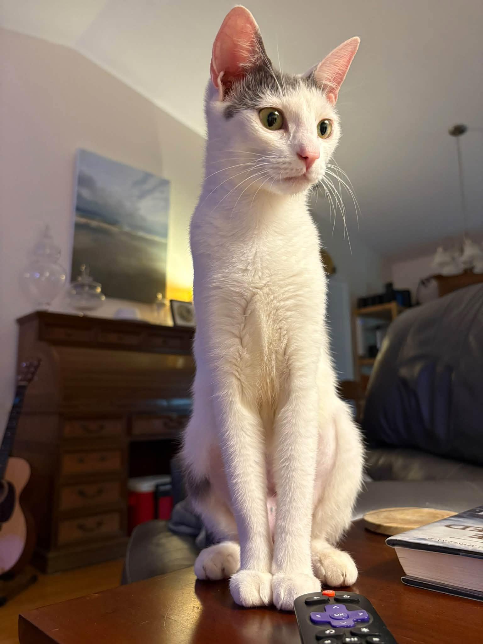 Enlarge KeeKee, a Adoptable Domestic Short Hair in Wilmington, NC image 1/1