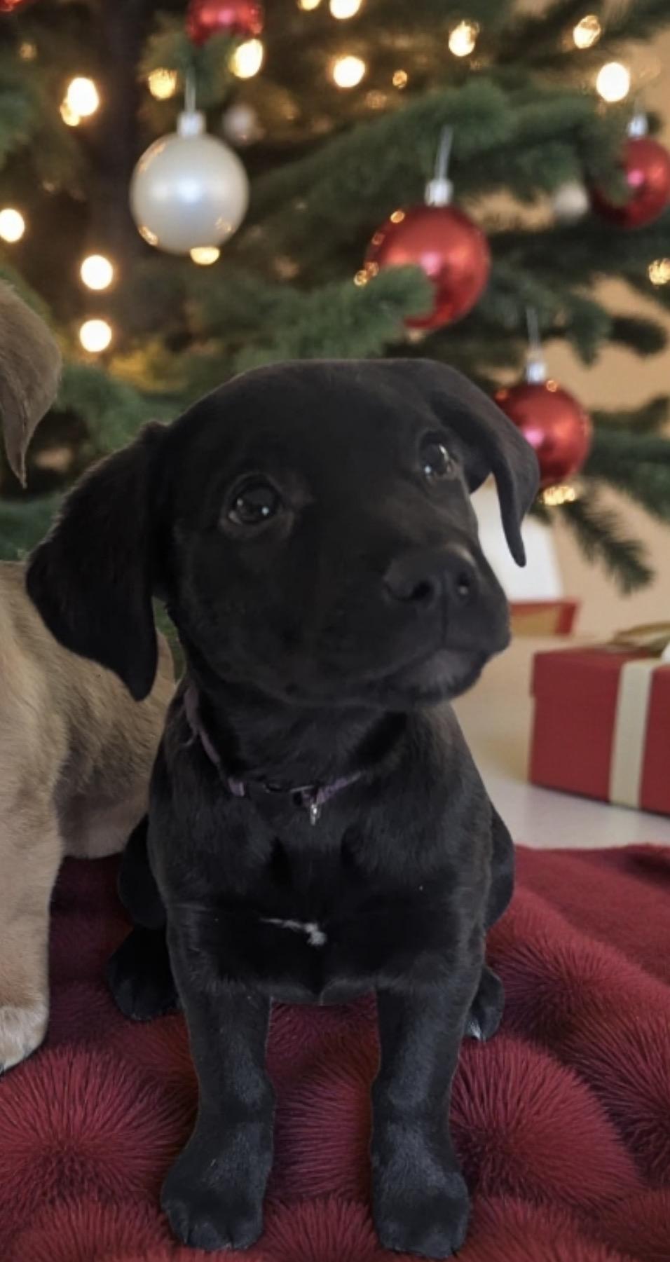 Georgia O'Keefe, an adopted mixed breed in CHURCHVILLE, NY image 2/2