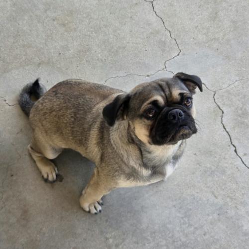 Enlarge Larry, a Adoptable Pug in Seattle, WA image 1/1
