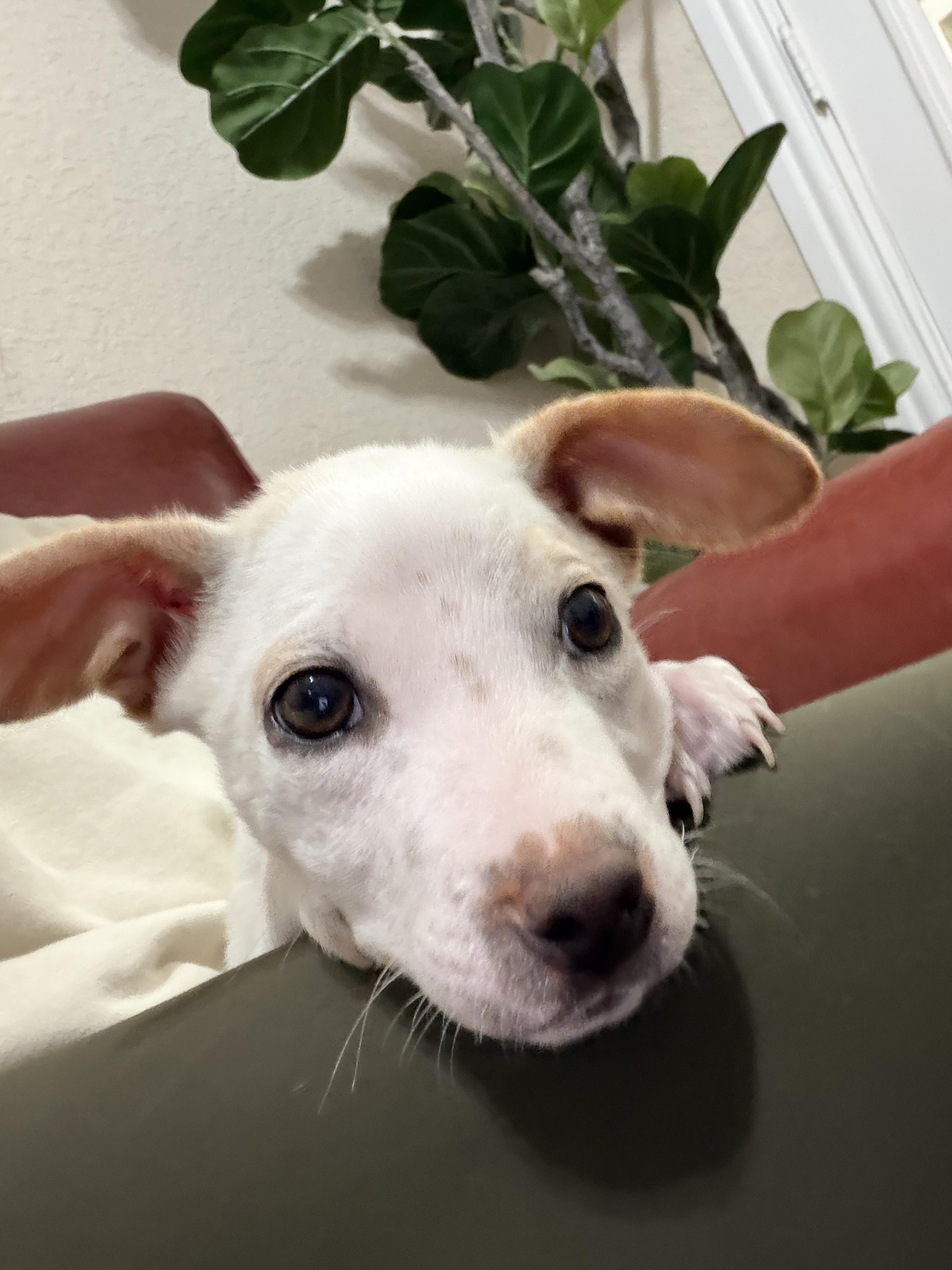 Mello, an adopted mixed breed in St. Louis , MO image 3/3