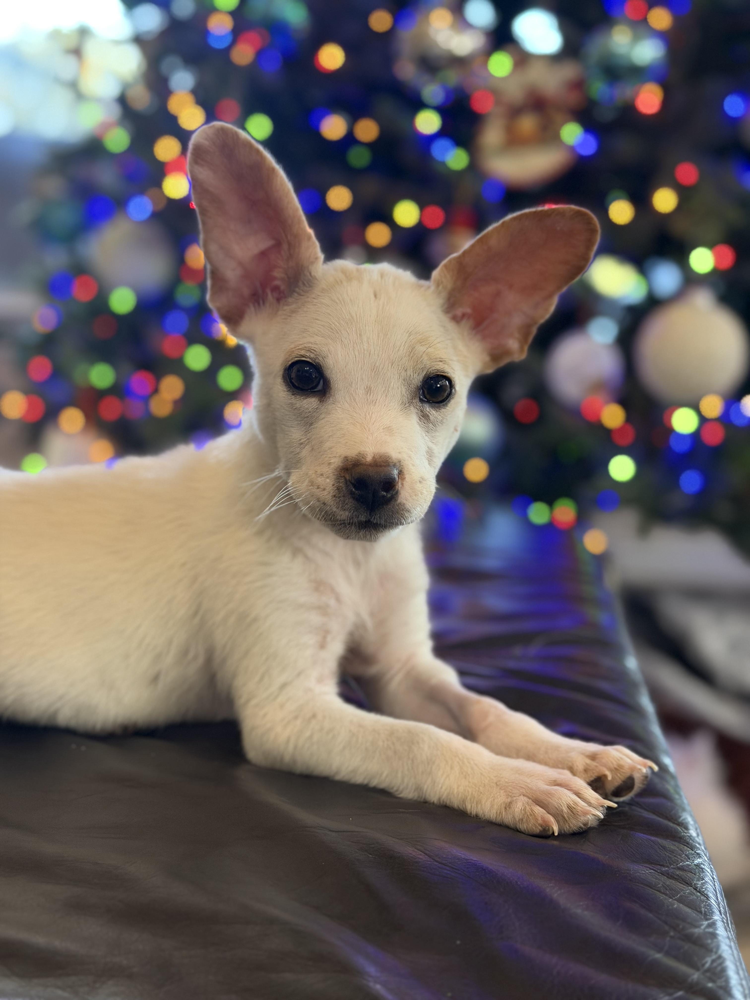Mello, an adopted mixed breed in St. Louis , MO image 1/3
