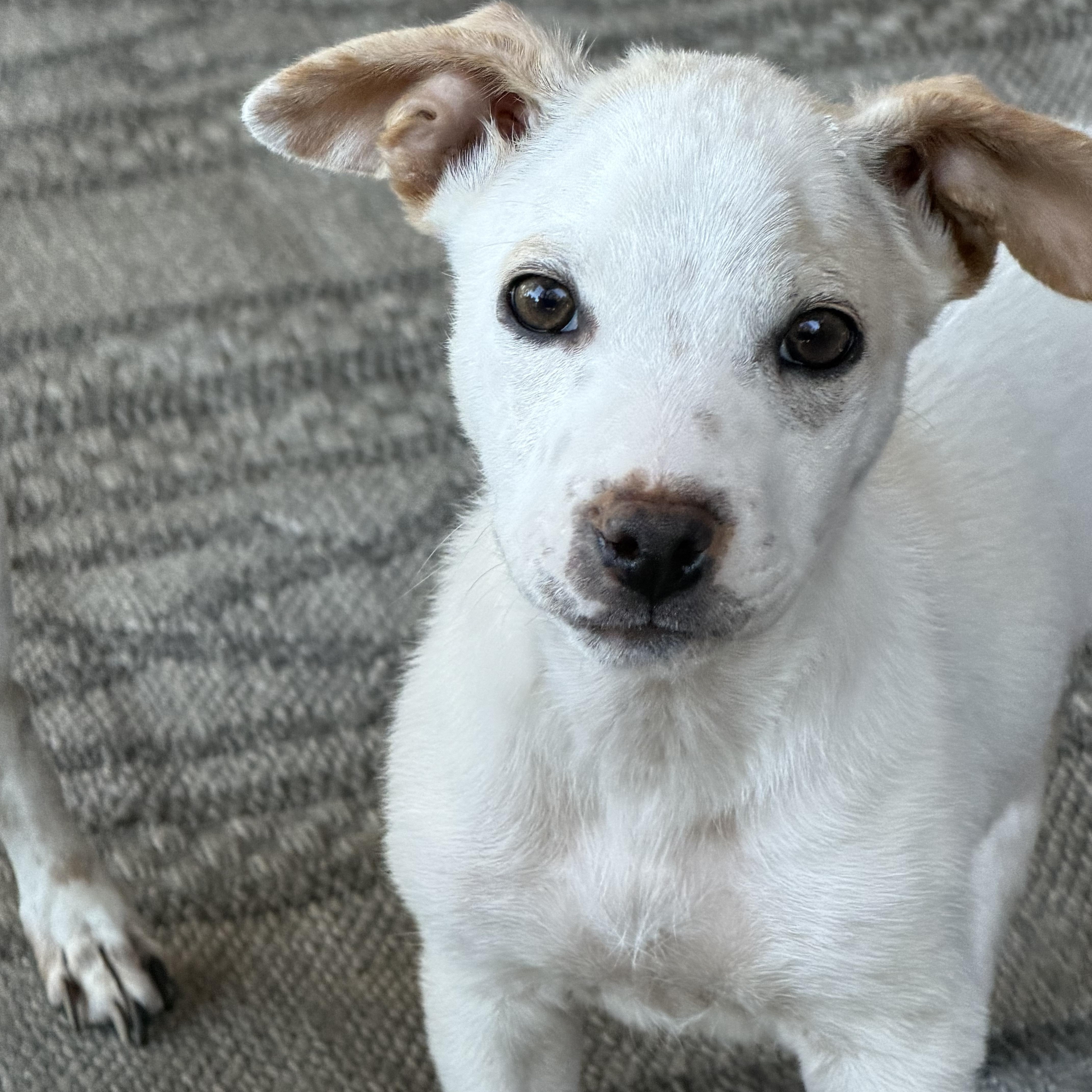 Mello, an adopted mixed breed in St. Louis , MO image 2/3