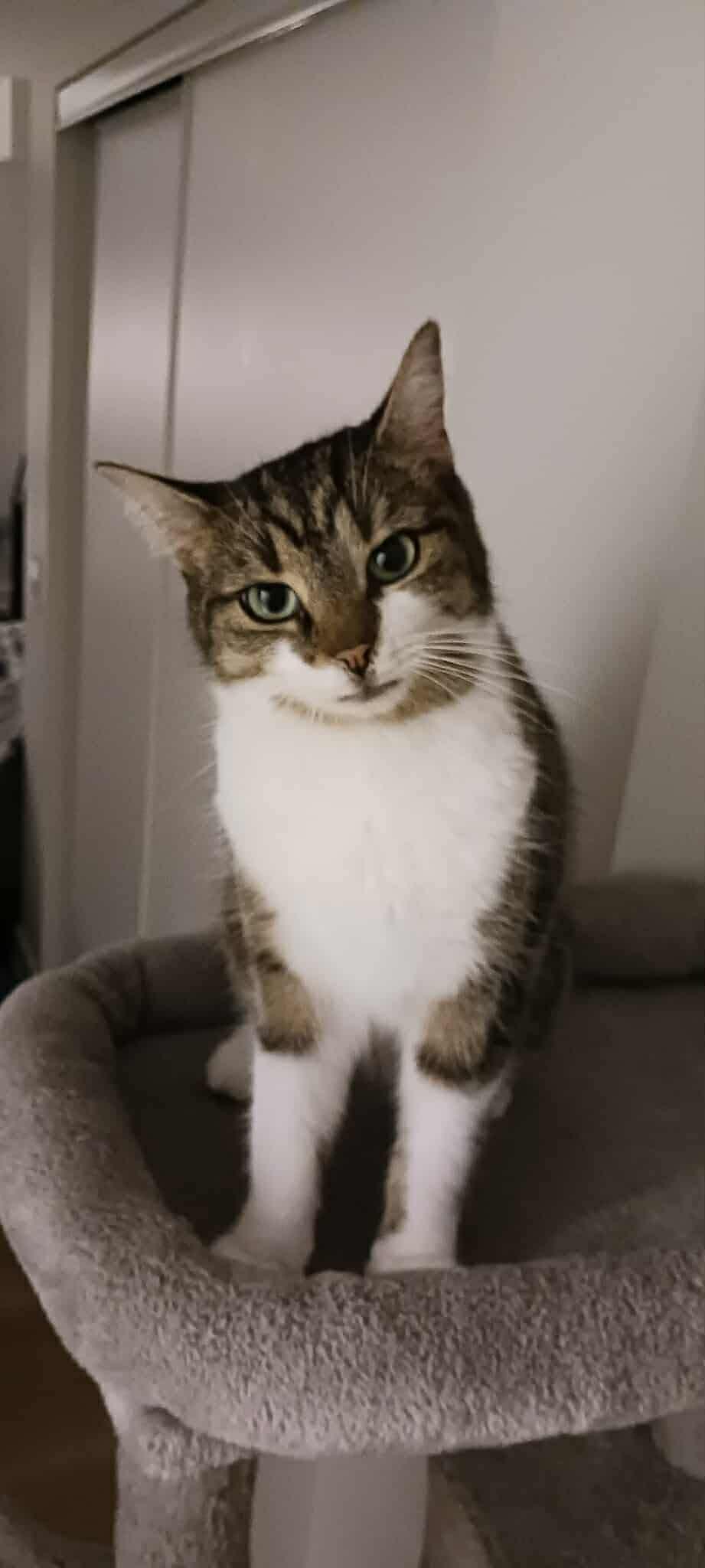 Enlarge Skittles, a Adoptable Domestic Short Hair in Ashton, ON image 3/5