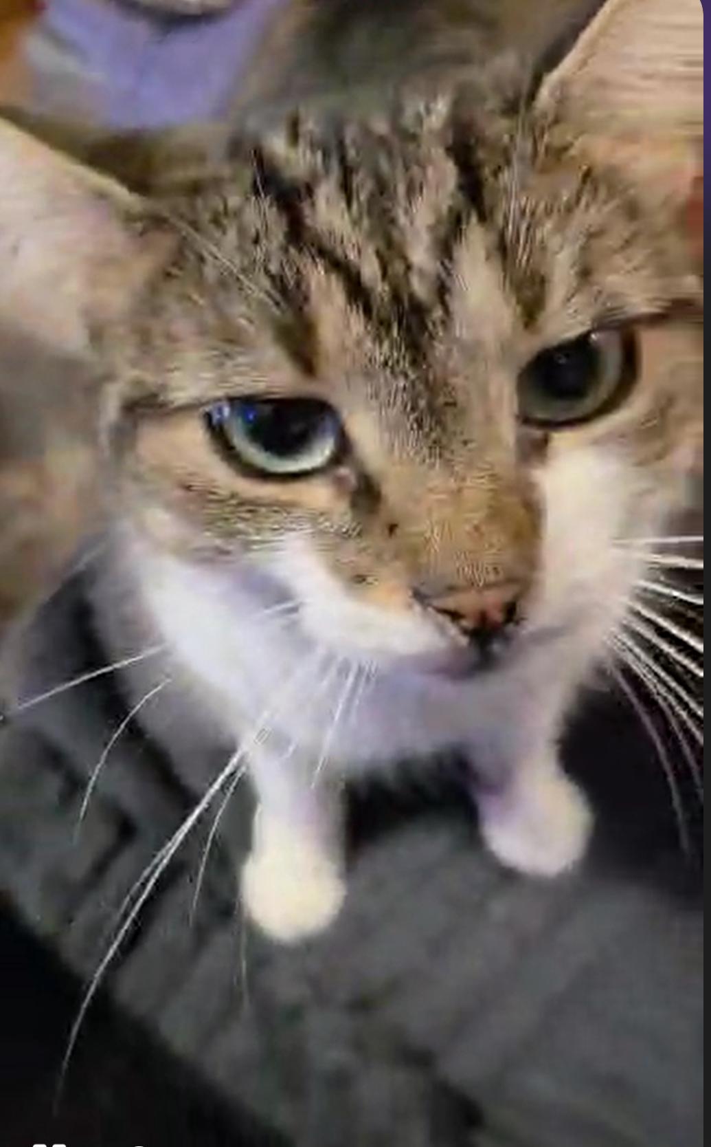 Skittles, Adoptable, Adult Female Domestic Short Hair.