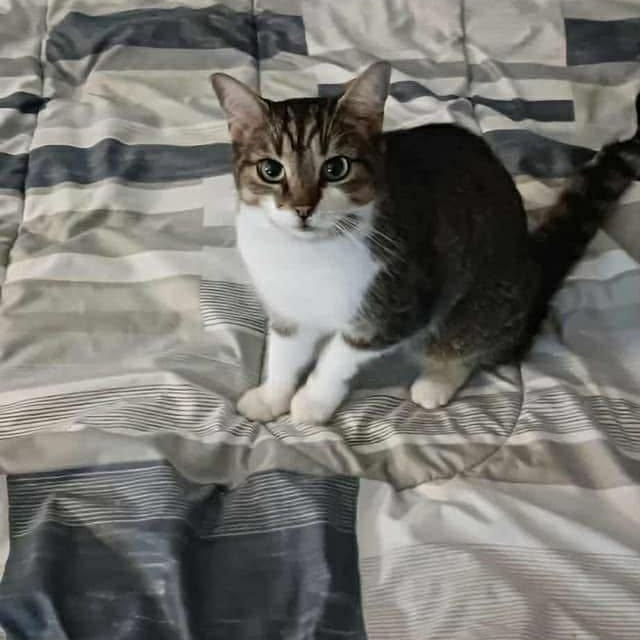 Enlarge Skittles, a Adoptable Domestic Short Hair in Ashton, ON image 1/5