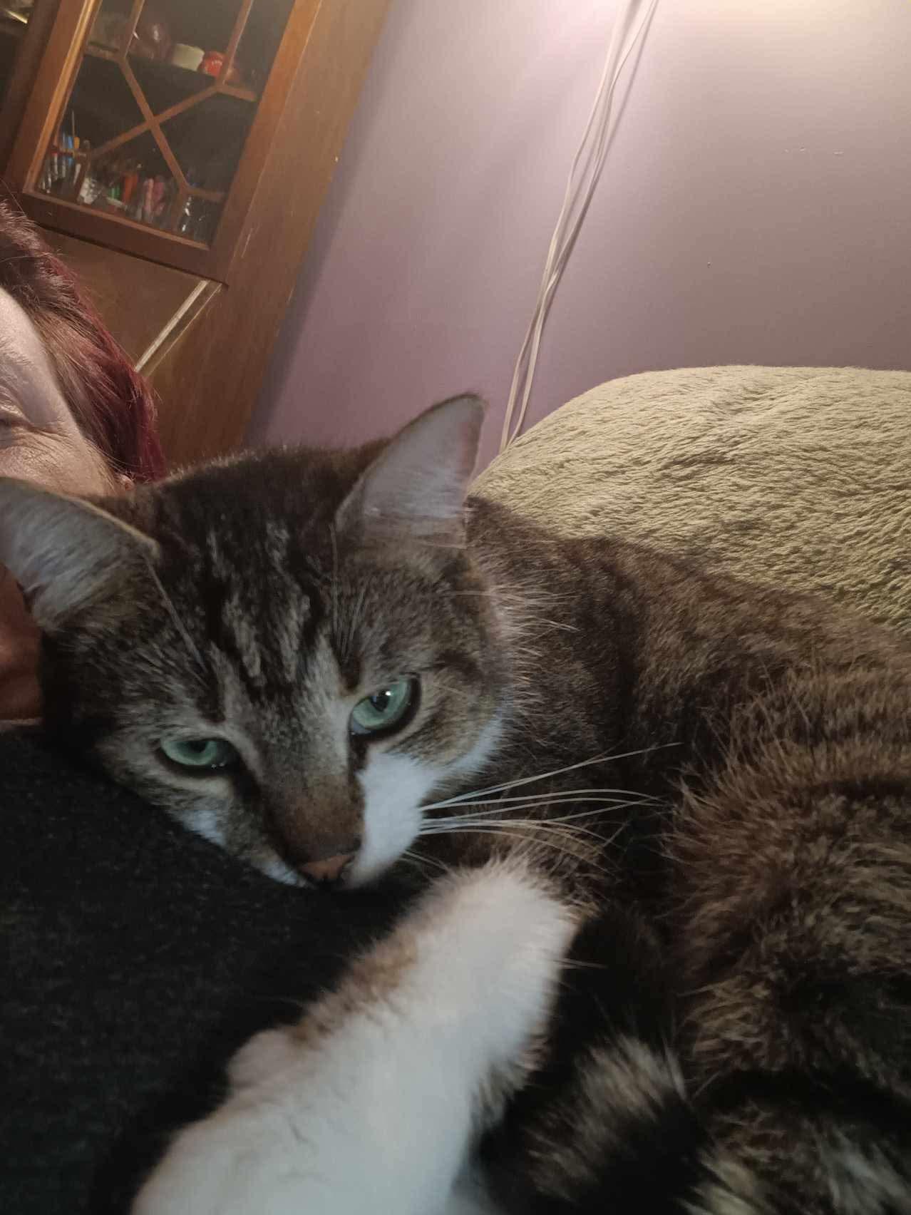 Enlarge Skittles, a Adoptable Domestic Short Hair in Ashton, ON image 2/3