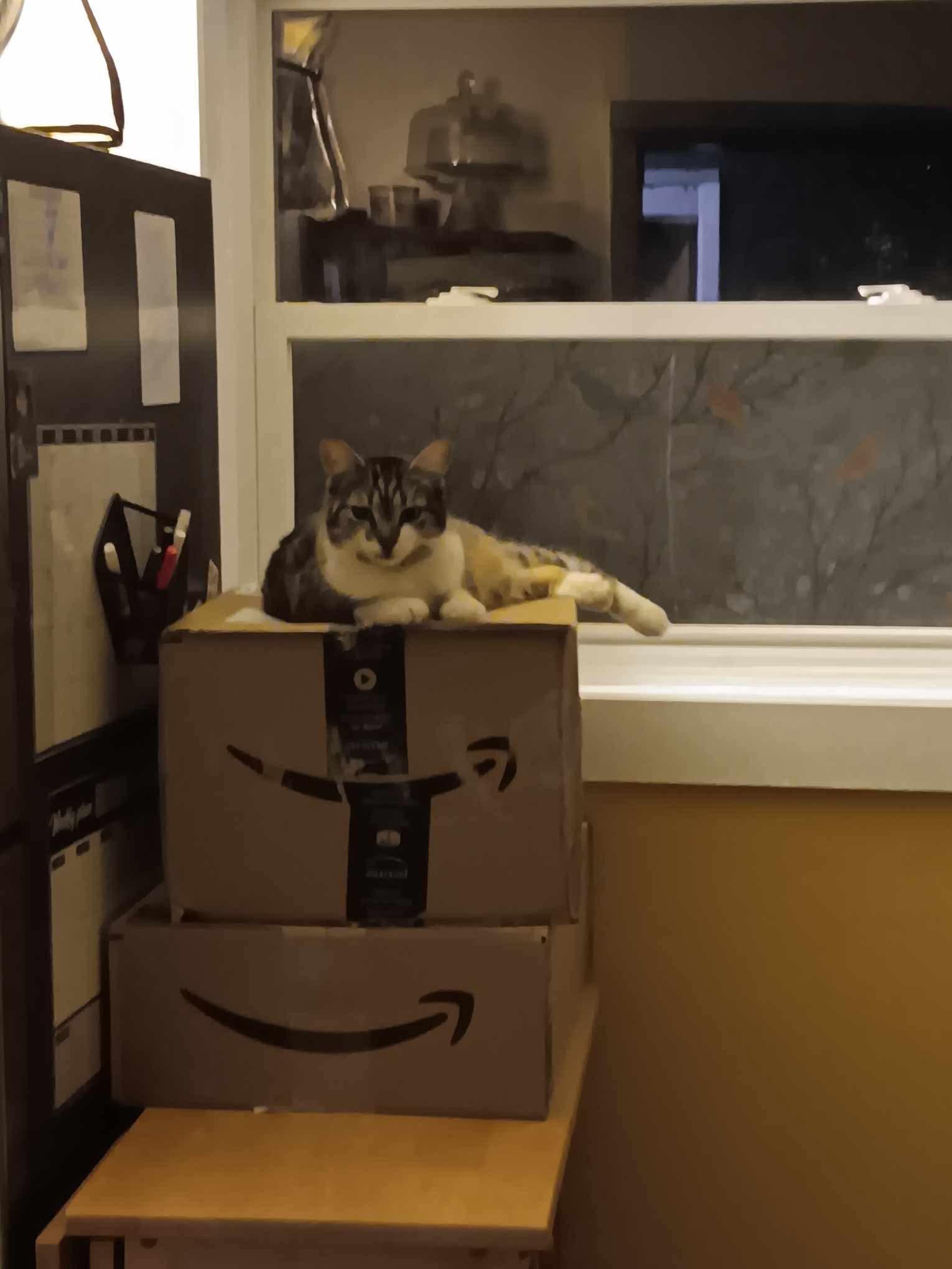 Enlarge Skittles, a Adoptable Domestic Short Hair in Ashton, ON image 3/3