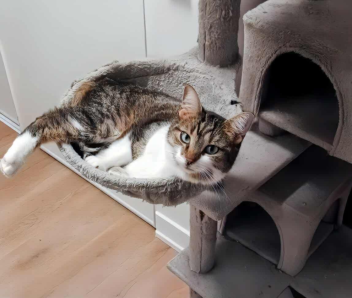 Enlarge Skittles, a Adoptable Domestic Short Hair in Ashton, ON image 2/5