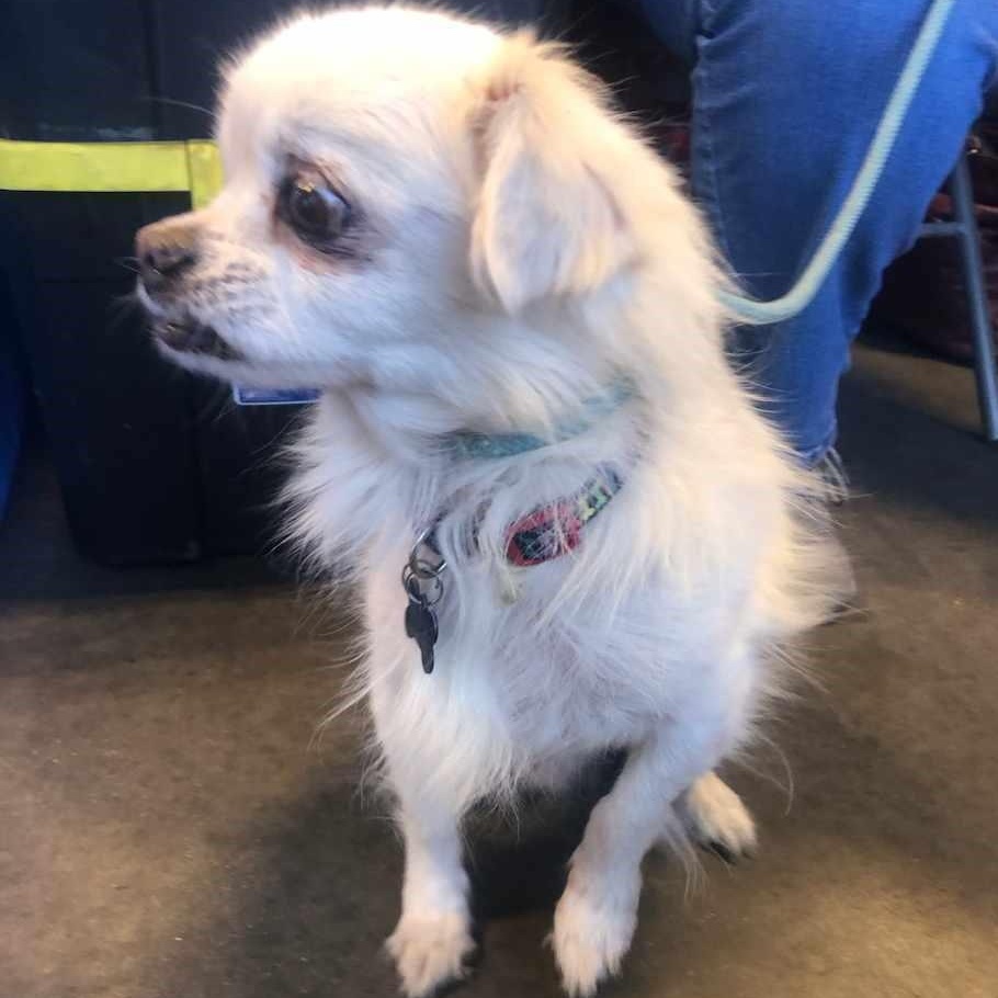 SQUIRT, a Adoptable mixed breed in Marana, AZ image 5/5