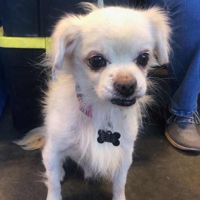 SQUIRT, Adoptable, Adult Male Tibetan Spaniel & Pekingese.