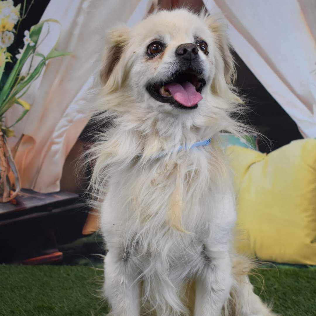 SQUIRT, a Adoptable mixed breed in Marana, AZ image 3/5