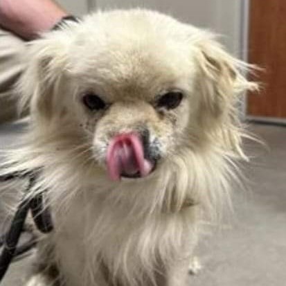 SQUIRT, a Adoptable mixed breed in Marana, AZ image 4/5