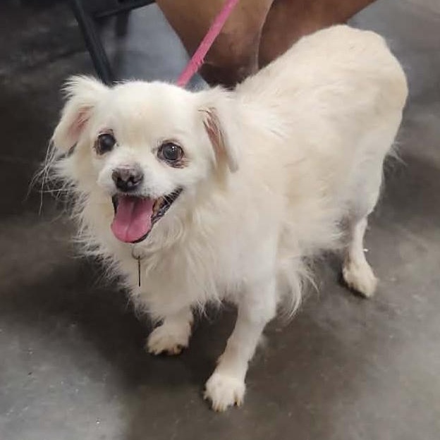SQUIRT, Adoptable, Adult Male Tibetan Spaniel & Pekingese.