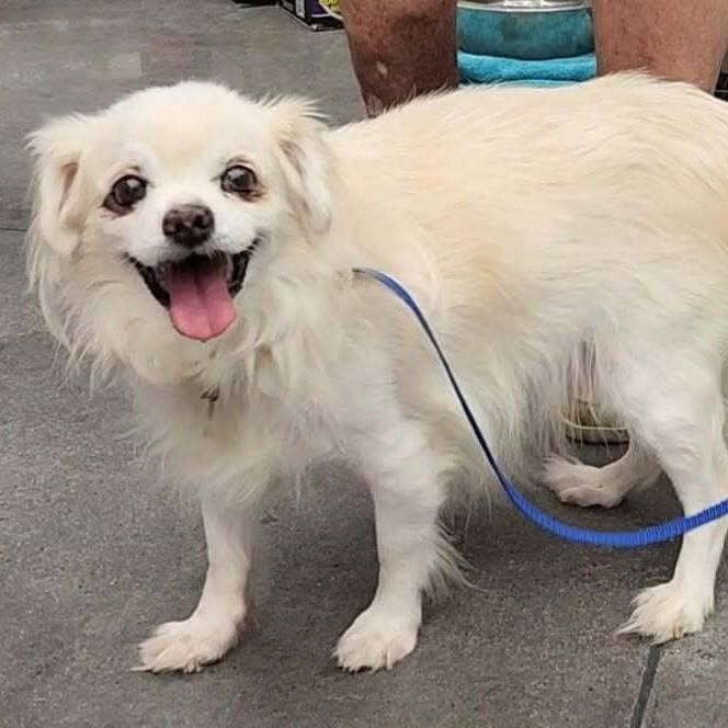 SQUIRT, Adoptable, Adult Male Tibetan Spaniel & Pekingese.