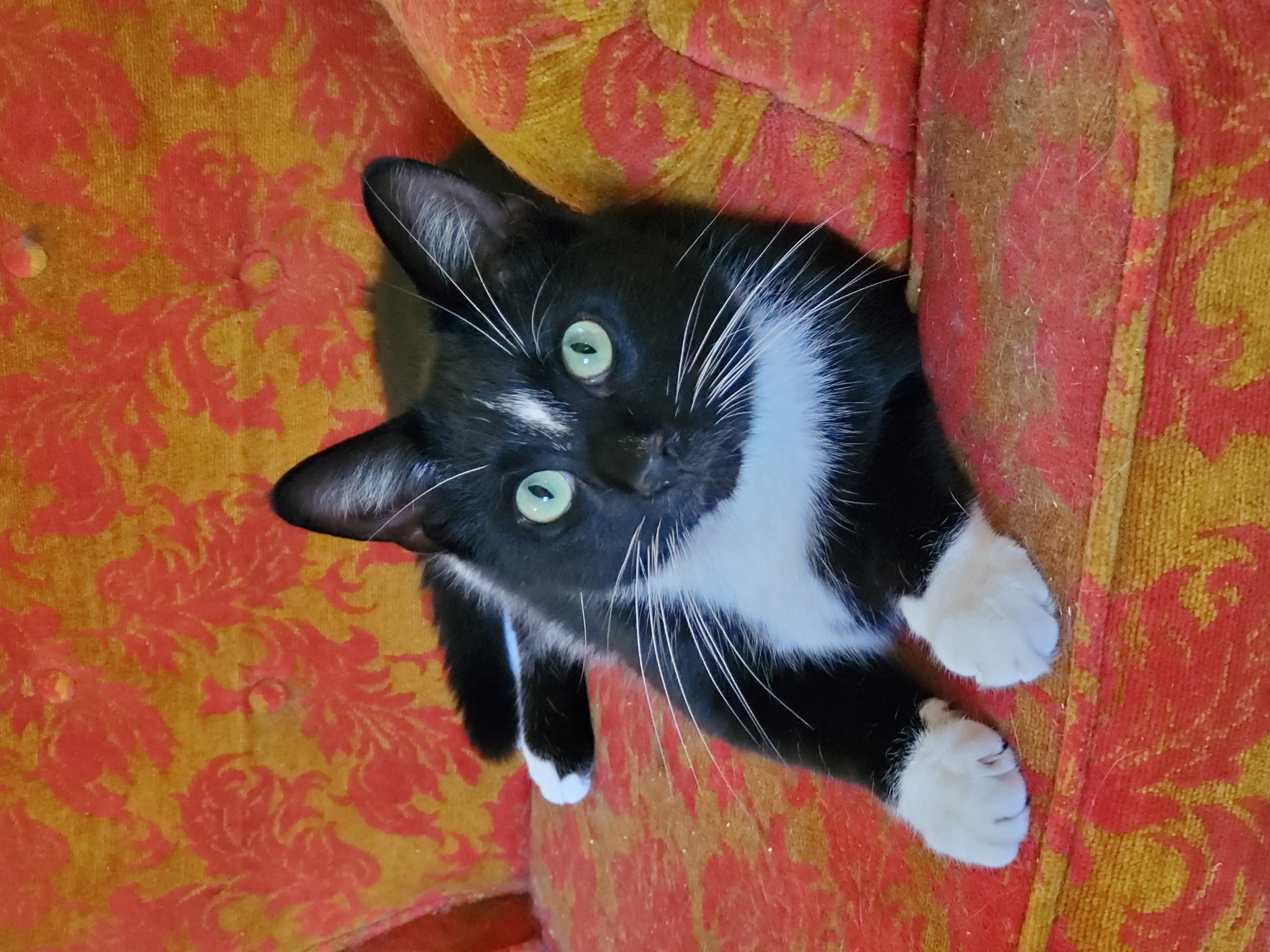 Enlarge Noah, a Adoptable Domestic Short Hair in Camden, TN image 1/3