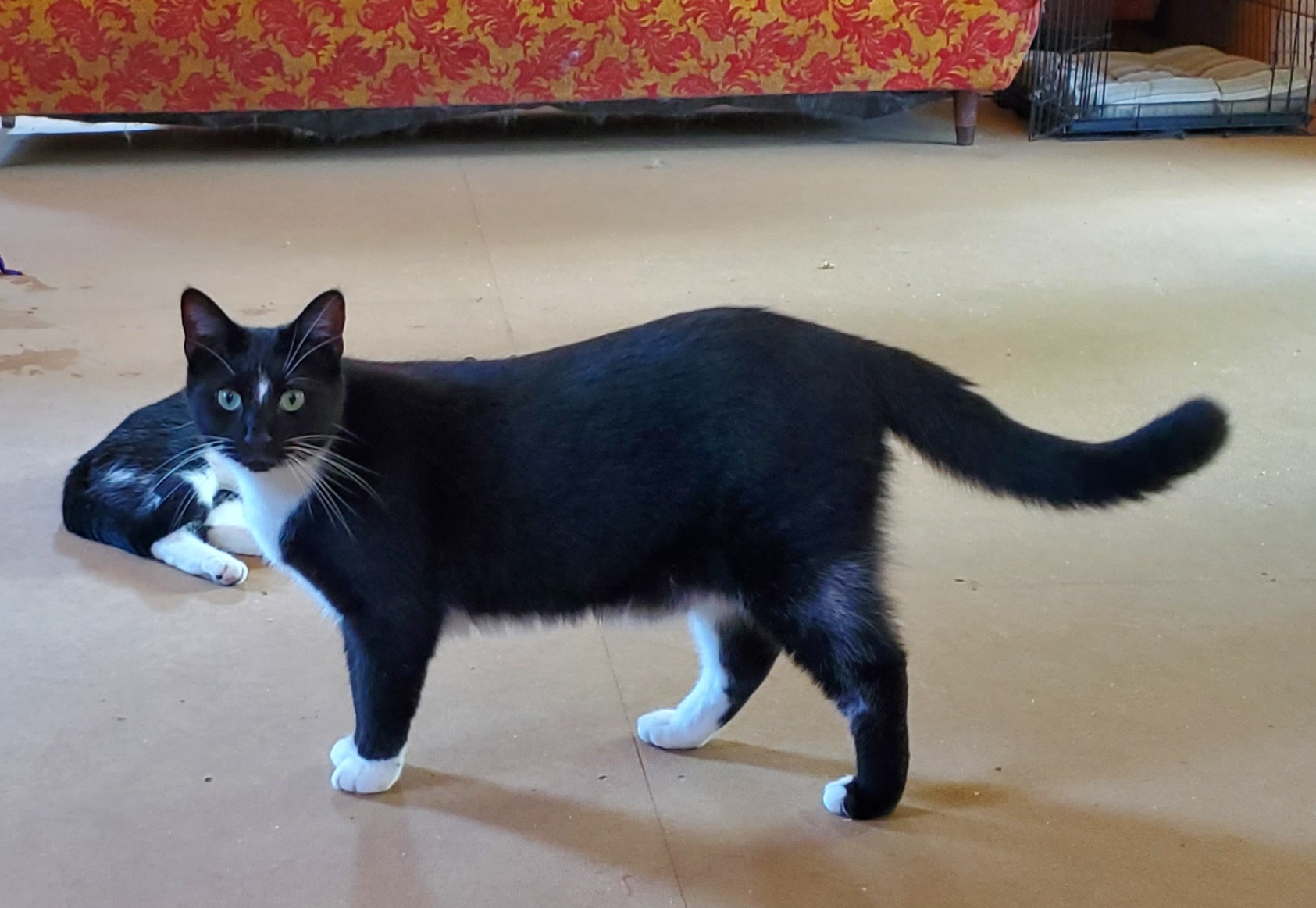 Enlarge Noah, a Adoptable Domestic Short Hair in Camden, TN image 2/3