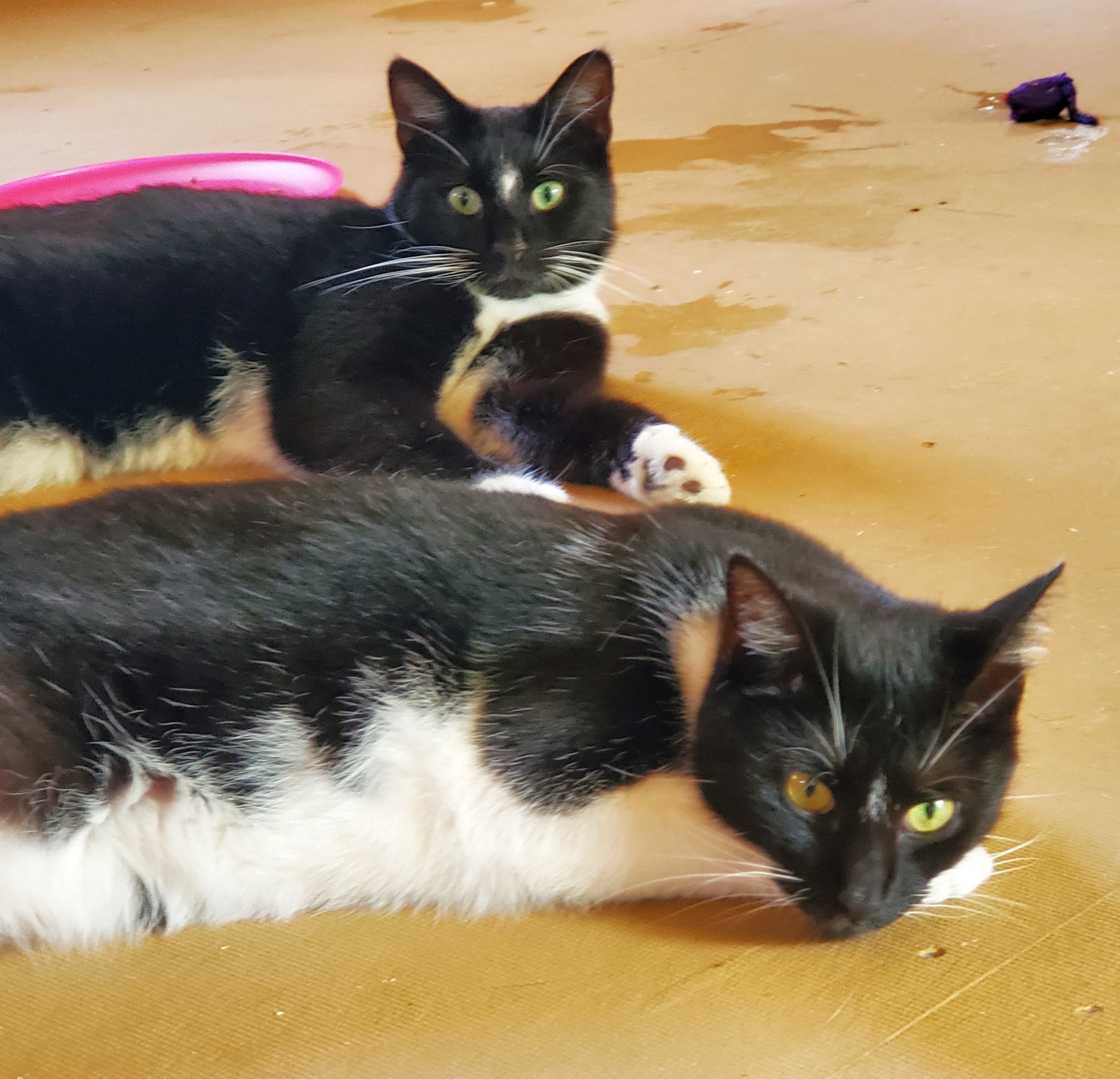 Enlarge Noah, a Adoptable Domestic Short Hair in Camden, TN image 3/3