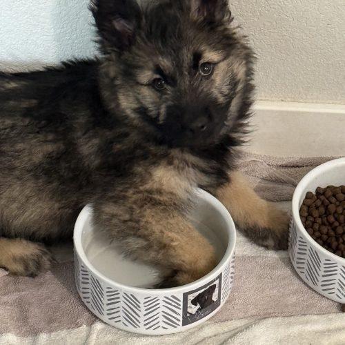 Arwen, Adoptable, Puppy Female Shepherd & Mixed Breed.