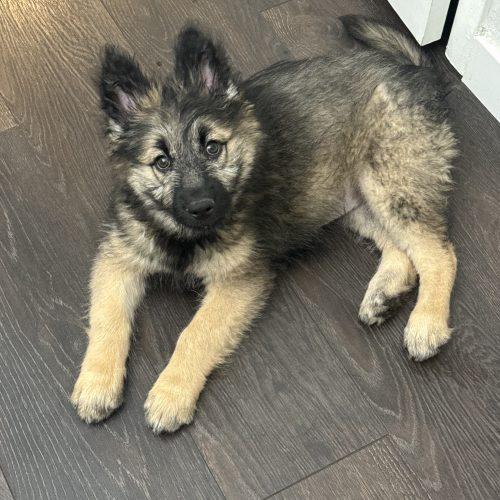 Enlarge Arwen, a Adoptable mixed breed in Henderson, NV image 2/4