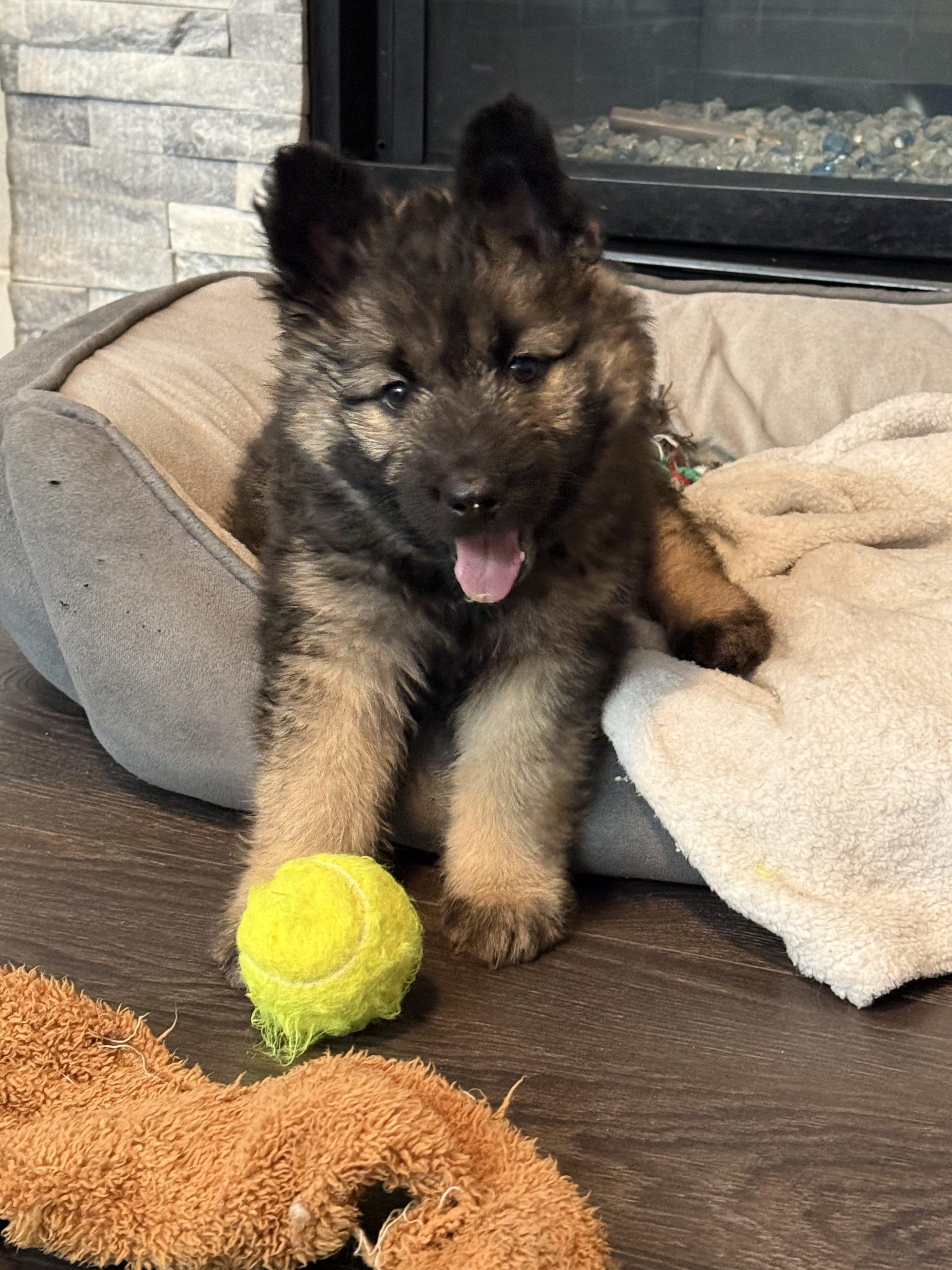Enlarge Arwen, a Adoptable mixed breed in Henderson, NV image 3/4