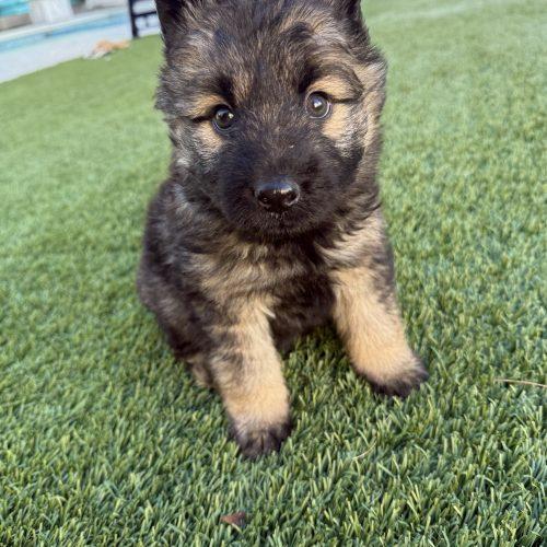 Enlarge Arwen, a Adoptable mixed breed in Henderson, NV image 4/4