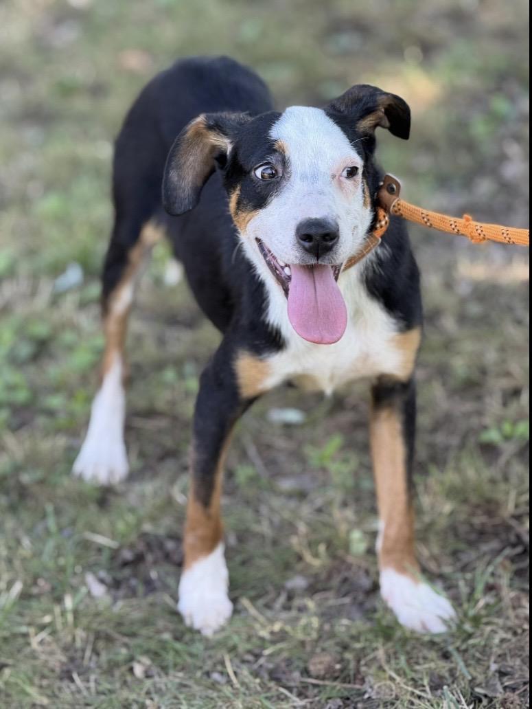Petey, a ADOPTABLE mixed breed in Richmond, VA image 1/5
