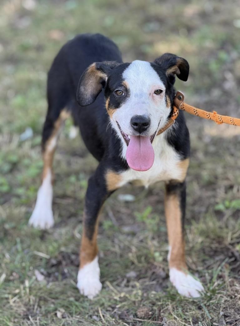 Petey, a ADOPTABLE mixed breed in Richmond, VA image 3/5
