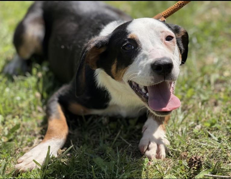 Petey, a ADOPTABLE mixed breed in Richmond, VA image 2/5